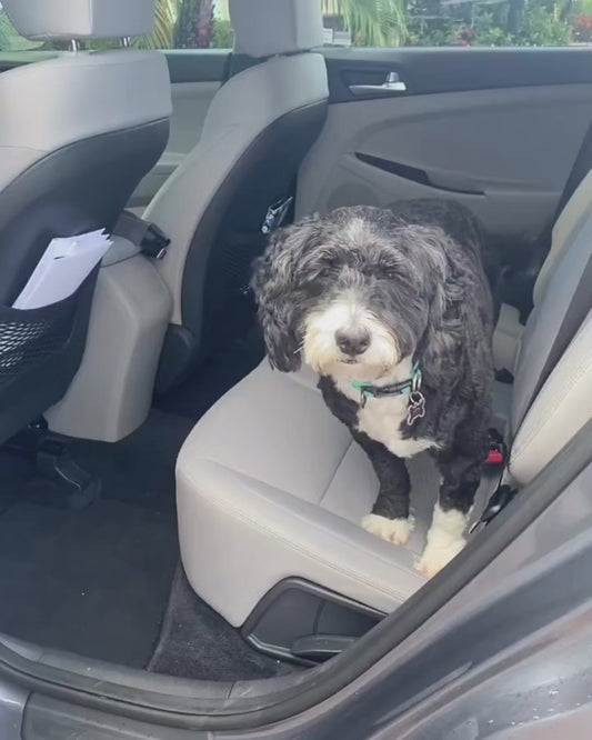 Odorize Odor Eliminator & Disinfectant